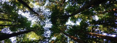 Image of trees from below