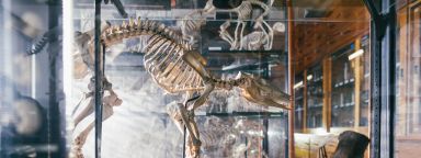 A specimen of an animal skeleton in a display case, housed within the Alfred Denny Museum.