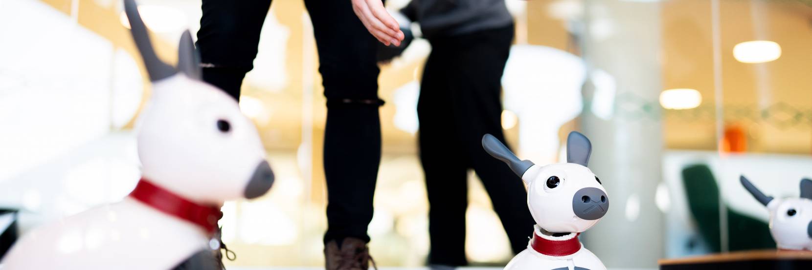 Two MiRo robots interacting with a human who is clapping
