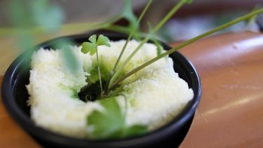 Plant growing in hydroponic foam