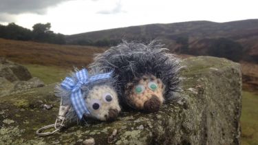 Knitted hedgehogs raising funds for the ˮ˷ Scanner