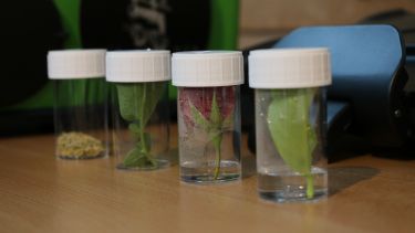 Plant samples 