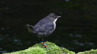 A colour-ringed dipper in 91ֱ