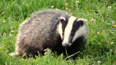 Eurasian Badger.