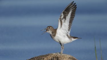 Common sandpiper (Actitis hypoleucos)