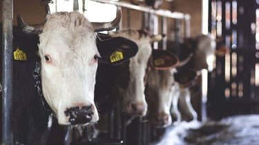 Cows in a dairy farm