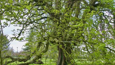 Tree branches