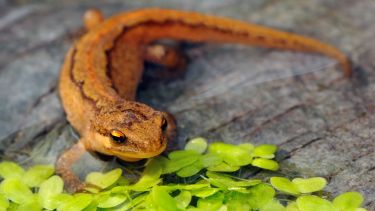 Common newt (Triturus vulgaris)