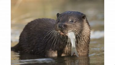 An otter eating a fish. Photo credit: Josh Jaggard