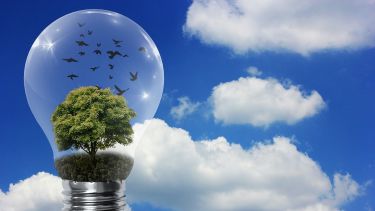 A light bulb in front of a background of blue sky and clouds. Inside the light bulb is a green tree and several birds flying.