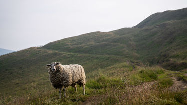 Sheep in the Peaks
