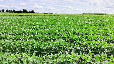 Enhanced weathering test fields of soybean at the Energy Farm, University of Illinois, Urbana- Champaign