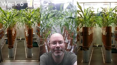 An image showing 3 composite photos of Mike Kelland's experiments in the lab, featuring plants growing in columns. In the middle image, Mike is featured with his experiments. 