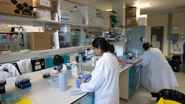 researchers in lab at Sheffield