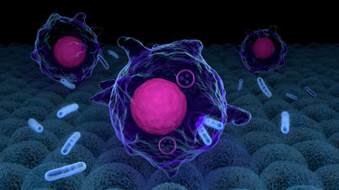 macrophages engulfing bacteria