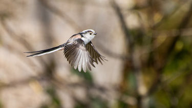 Image of a flying long tailed tit