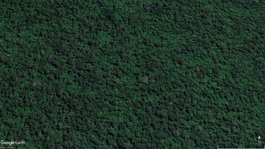 Google Earth Image © Airbus 2025 showing the forest in its original state in 2020 before the impact of selective logging.