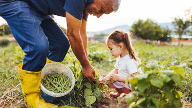 An older man and young girl picking crops