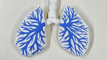 Artwork of ceramic lungs with vessels in blue