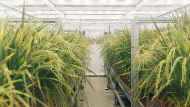 Wheat crops in controlled environment