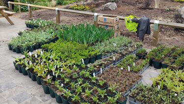 Potted plants outside the SU Pocket Park 