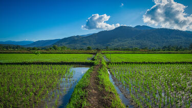 Landscape of Japanese rice fields with blue sky and mountains