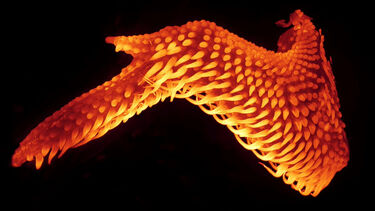 Image of feathers growing on a chicken wing