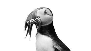 Puffin with sandeels in beak (black and white)