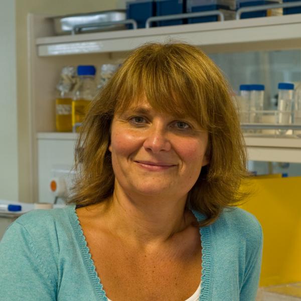 Profile picture of Professor Ilaria Bellantuono 