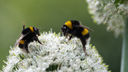 Bees