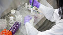 Laboratory technician uses micro-pipette 