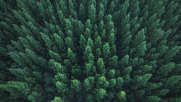 Forest trees