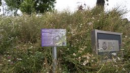 A wildflower meadow outside the Management School.