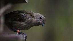 Hihi Female