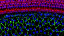 microscopic image of cells in the ear