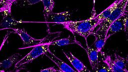 Image of cells