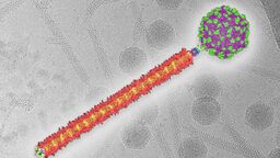 A stylised image of phage