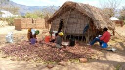 A group of people sat outside a wooden hut in Tanzania sorting crops