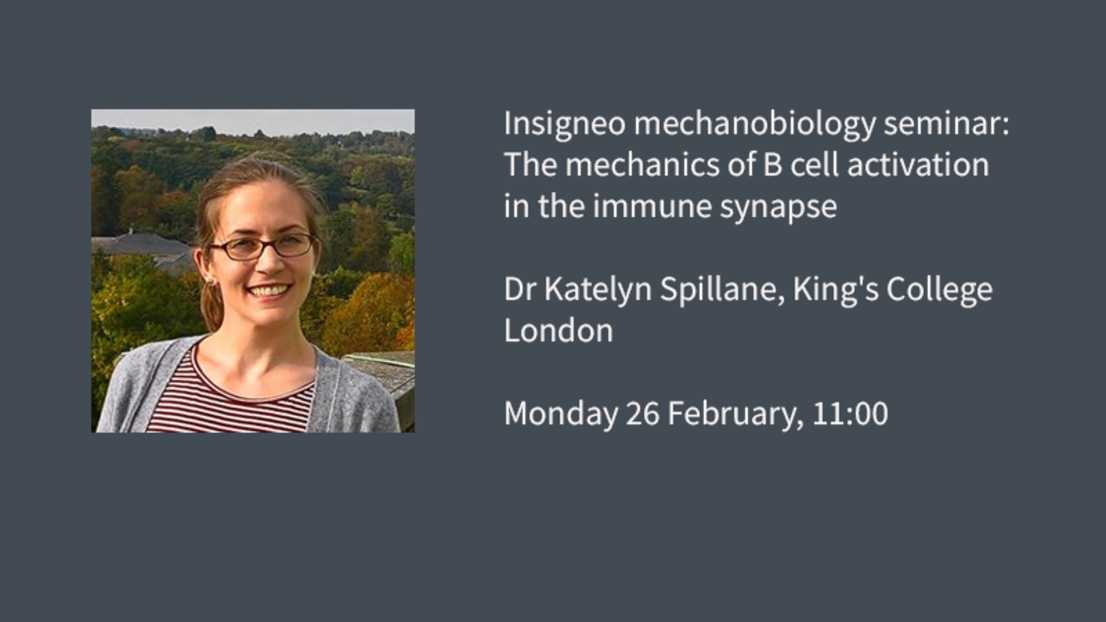 Insigneo mechanobiology seminar: The mechanics of B cell activation in the immune synapse  Dr Katelyn Spillane, King's College London  Monday 26 February, 11:00
