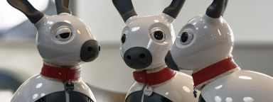 Three Miro robot dogs in a group - image 