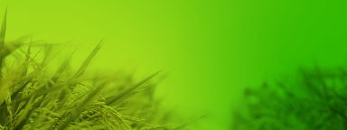 Crops with a green gradient backdrop