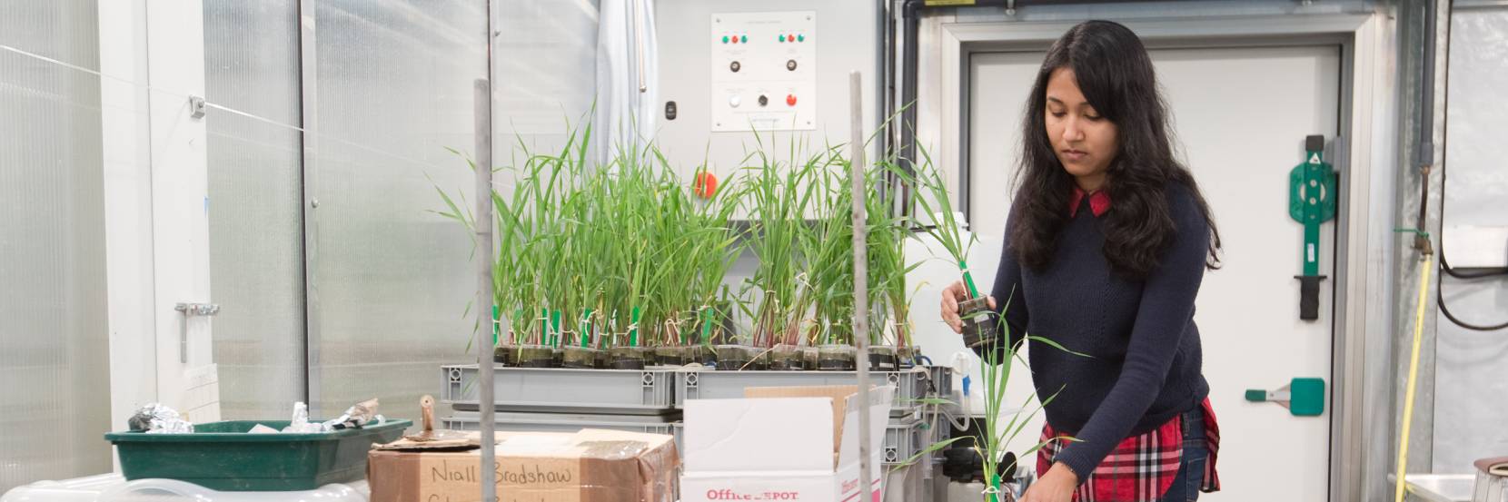 MBiolSci Plant Sciences with Placement Year