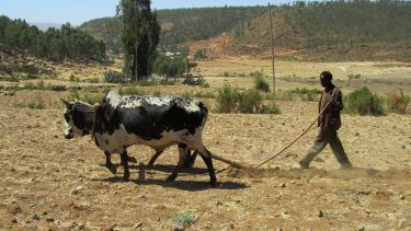 CBE Ethiopia farmer 