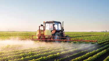 Spraying the plants.