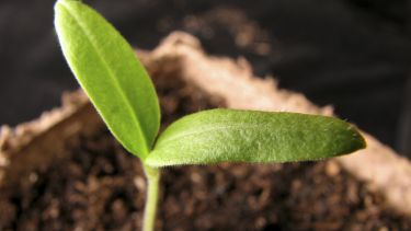 Small plant growing in soil