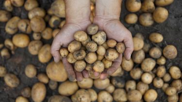 Hands holding potatoes