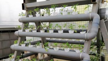 Plants growing in Za'atari refugee camp using hydroponics