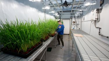 student tends tall grass in greenhouse space