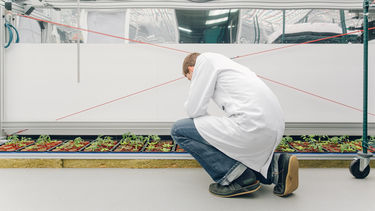 Scientist inspects plants under phenotyping scanner
