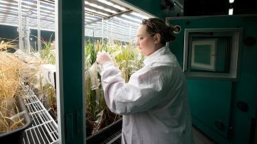 Scientist inspects plants under sunlight simulating LED's